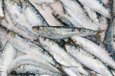 Alimentation en danger : Interdire la pêche électrique