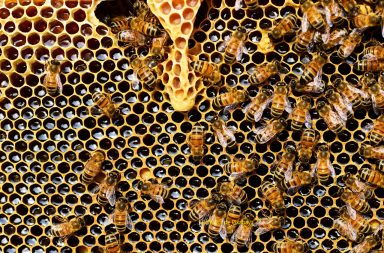 Le sauvetage des abeilles enfin à notre portée