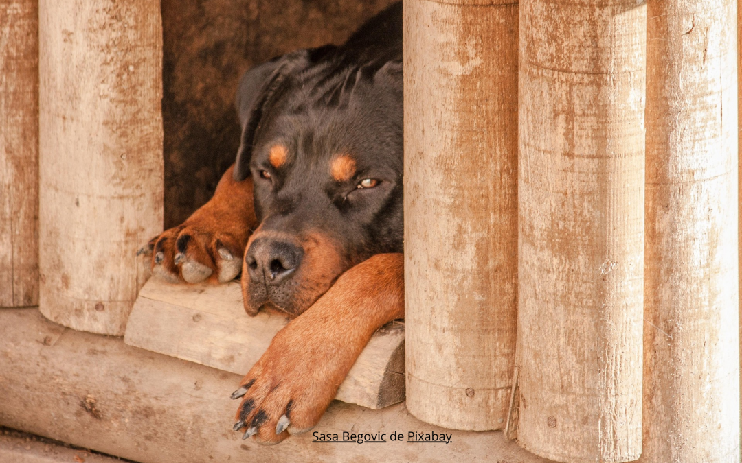 Si nous parlions de niches fiscales ?