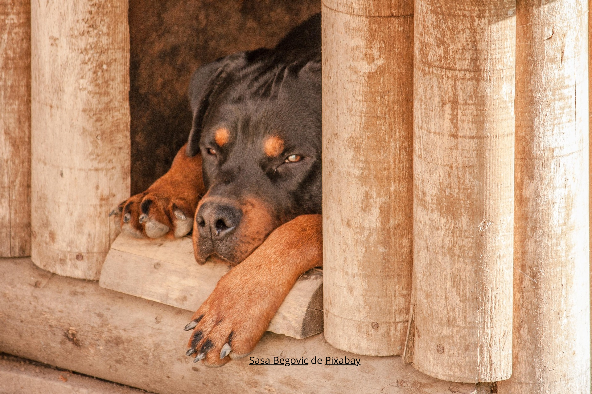 Sasa Begovic de Pixabay rottweiler-1771878_1920